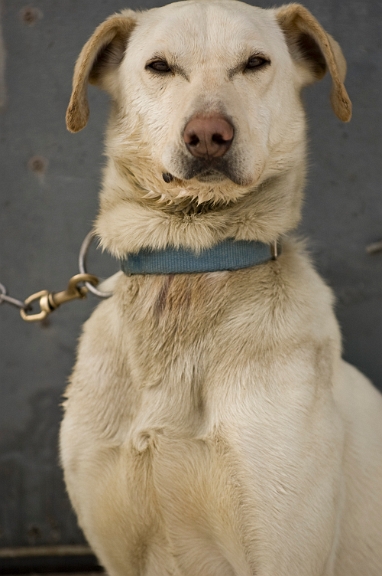 2009-03-14, Competition de traineaux a chiens au Bec-scie (150343).jpg - Dans le stationnement